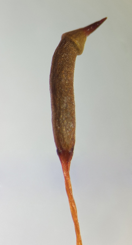 Callicladium haldanianum